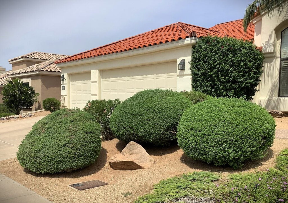 Pruning work by GardenWorks in Limassol